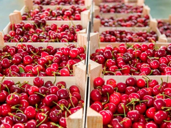 Chile registra exportación récord de cerezas con 96 millones de cajas al cierre de diciembre