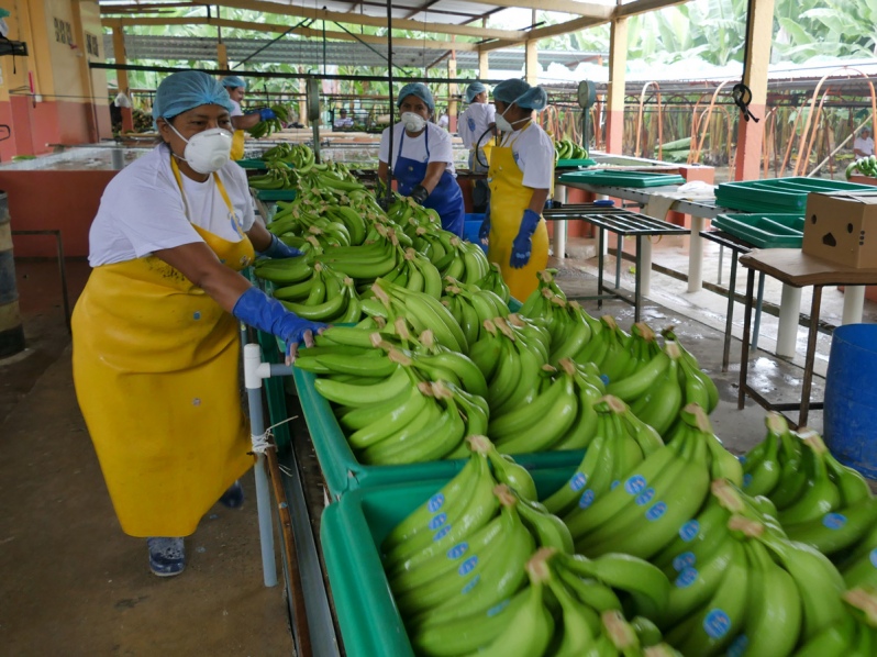 Ecuador Exportación De Bananos Creció Un 1 78 Durante 2019 El Nivel
