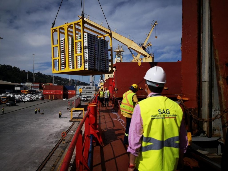 San Vicente Terminal Internacional embarca  pallets de fruta fresca  con destino a Puerto Los Ángeles, . - MundoMaritimo