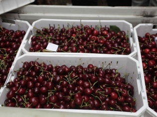 Comienzan las acciones legales por pérdida de 24.000 toneladas de cerezas chilenas en fallida exportación a China